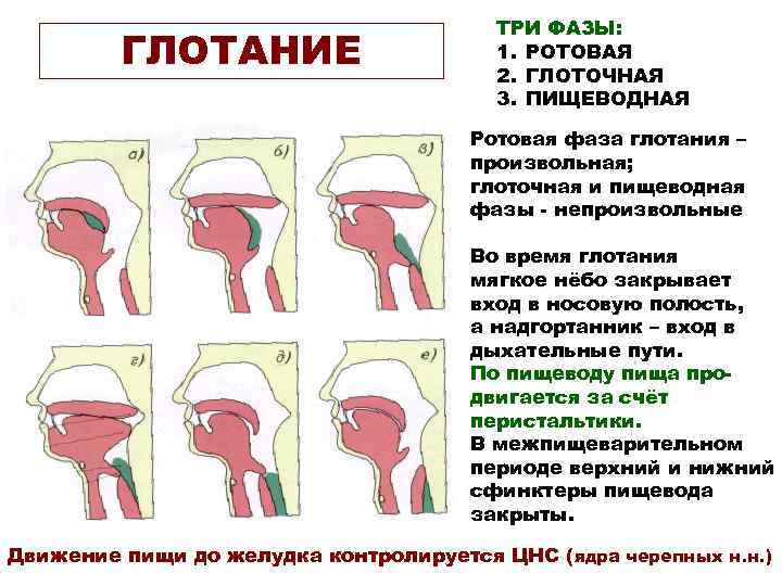 ГЛОТАНИЕ ТРИ ФАЗЫ: 1. РОТОВАЯ 2. ГЛОТОЧНАЯ 3. ПИЩЕВОДНАЯ Ротовая фаза глотания – произвольная;