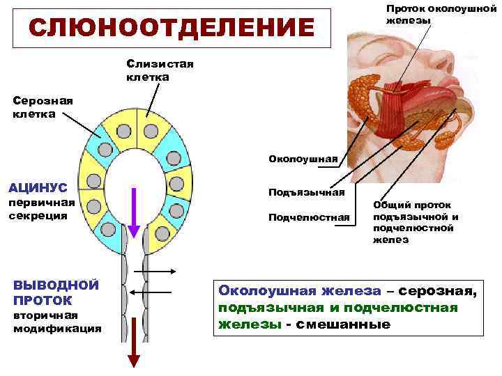 Схема почечного тельца