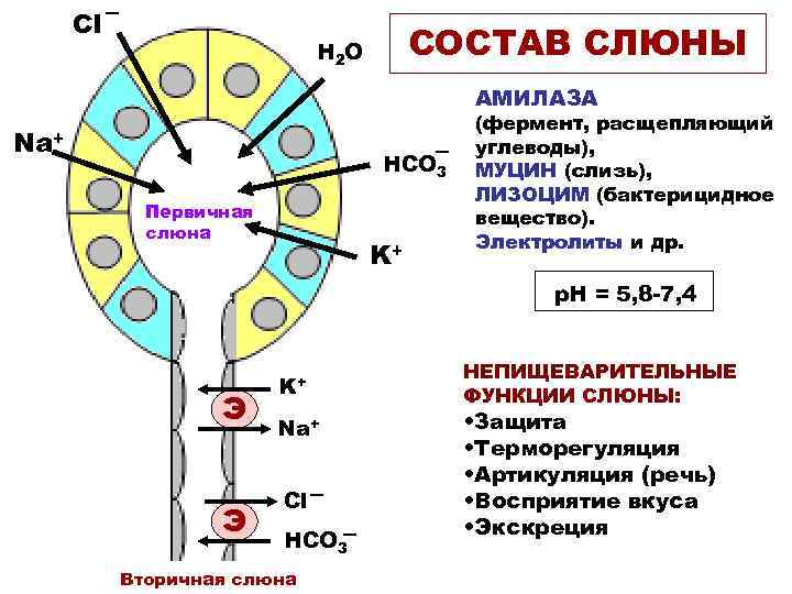 Cl СОСТАВ СЛЮНЫ H 2 O АМИЛАЗА Na+ HCO 3 Первичная слюна K+ (фермент,