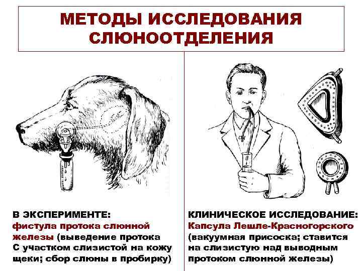 МЕТОДЫ ИССЛЕДОВАНИЯ СЛЮНООТДЕЛЕНИЯ В ЭКСПЕРИМЕНТЕ: фистула протока слюнной железы (выведение протока С участком слизистой