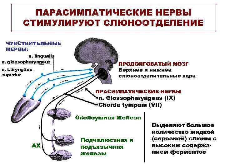 ПАРАСИМПАТИЧЕСКИЕ НЕРВЫ СТИМУЛИРУЮТ СЛЮНООТДЕЛЕНИЕ ЧУВСТВИТЕЛЬНЫЕ НЕРВЫ: n. lingualis n. glossopharyngeus n. Laryngeus superior ПРОДОЛГОВАТЫЙ