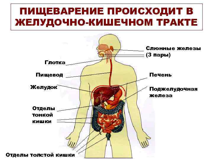 Переход пищевода в желудок рисунок гистология