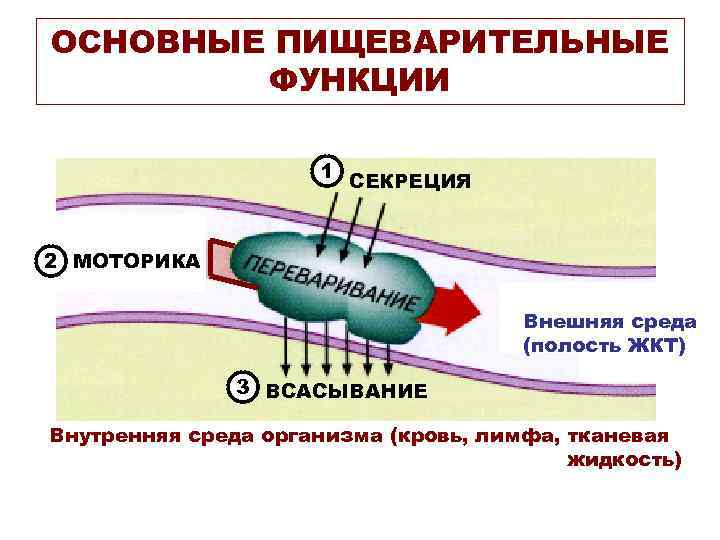 ОСНОВНЫЕ ПИЩЕВАРИТЕЛЬНЫЕ ФУНКЦИИ 1 СЕКРЕЦИЯ 2 МОТОРИКА Внешняя среда (полость ЖКТ) 3 ВСАСЫВАНИЕ Внутренняя