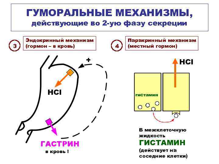 ГУМОРАЛЬНЫЕ МЕХАНИЗМЫ, действующие во 2 -ую фазу секреции 3 Эндокринный механизм (гормон – в