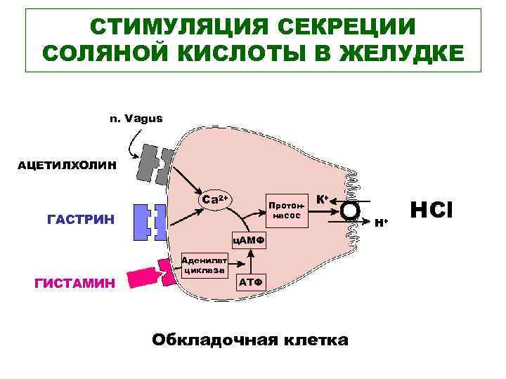 СТИМУЛЯЦИЯ СЕКРЕЦИИ СОЛЯНОЙ КИСЛОТЫ В ЖЕЛУДКЕ n. Vagus АЦЕТИЛХОЛИН Са 2+ Протоннасос ГАСТРИН К+