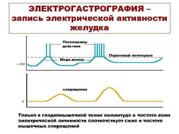 ЭЛЕКТРОГАСТРОГРАФИЯ – запись электрической активности желудка Потенциалы действия Медл. волна Медл. волны Пороговый потенциал