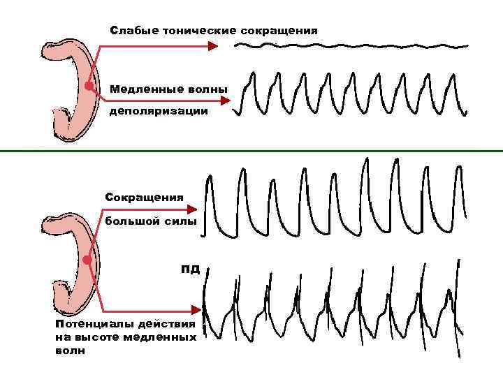 Слабые тонические сокращения Медленные волны деполяризации Сокращения большой силы ПД Потенциалы действия на высоте