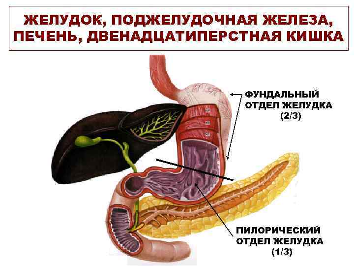 ЖЕЛУДОК, ПОДЖЕЛУДОЧНАЯ ЖЕЛЕЗА, ПЕЧЕНЬ, ДВЕНАДЦАТИПЕРСТНАЯ КИШКА ФУНДАЛЬНЫЙ ОТДЕЛ ЖЕЛУДКА (2/3) ПИЛОРИЧЕСКИЙ ОТДЕЛ ЖЕЛУДКА (1/3)