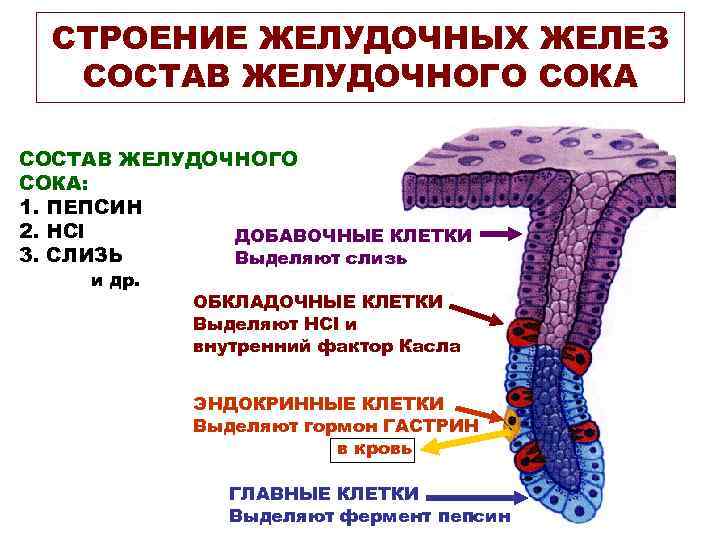 СТРОЕНИЕ ЖЕЛУДОЧНЫХ ЖЕЛЕЗ СОСТАВ ЖЕЛУДОЧНОГО СОКА: 1. ПЕПСИН 2. HCl ДОБАВОЧНЫЕ КЛЕТКИ 3. СЛИЗЬ