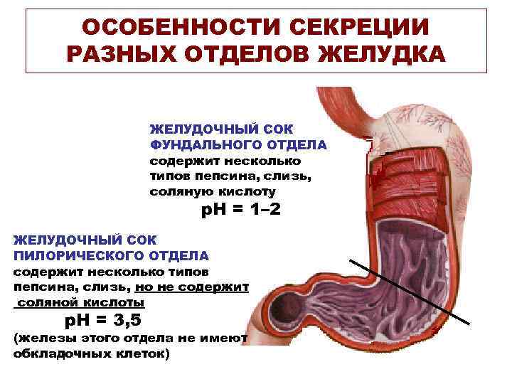 ОСОБЕННОСТИ СЕКРЕЦИИ РАЗНЫХ ОТДЕЛОВ ЖЕЛУДКА ЖЕЛУДОЧНЫЙ СОК ФУНДАЛЬНОГО ОТДЕЛА содержит несколько типов пепсина, слизь,