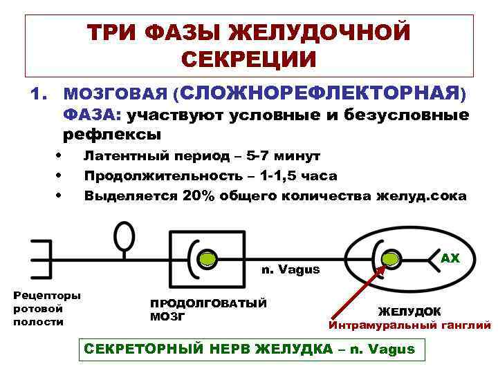 ТРИ ФАЗЫ ЖЕЛУДОЧНОЙ СЕКРЕЦИИ 1. МОЗГОВАЯ (СЛОЖНОРЕФЛЕКТОРНАЯ) ФАЗА: участвуют условные и безусловные рефлексы •