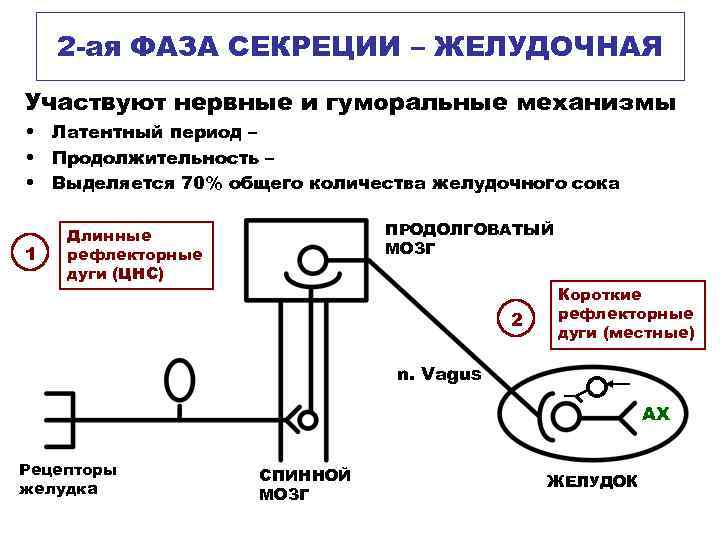 2 -ая ФАЗА СЕКРЕЦИИ – ЖЕЛУДОЧНАЯ Участвуют нервные и гуморальные механизмы • Латентный период