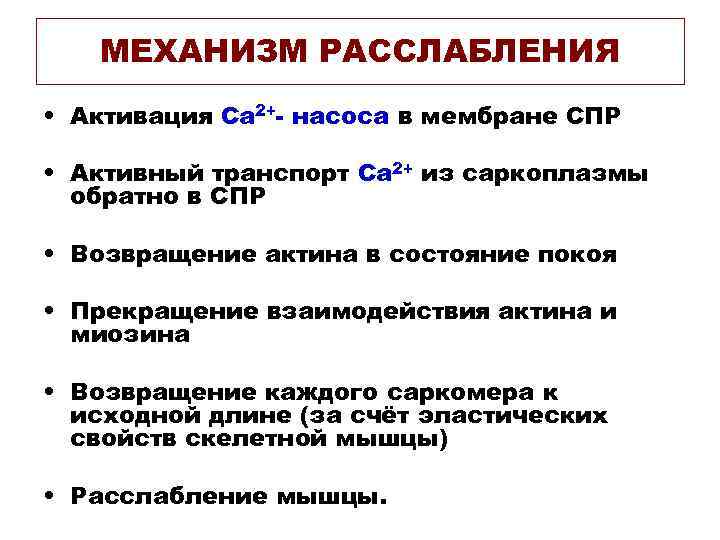 МЕХАНИЗМ РАССЛАБЛЕНИЯ • Активация Са 2+- насоса в мембране СПР • Активный транспорт Са