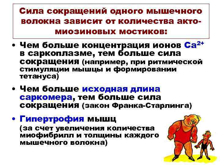 Cила сокращений одного мышечного волокна зависит от количества актомиозиновых мостиков: • Чем больше концентрация