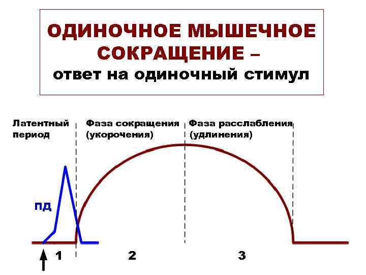 ОДИНОЧНОЕ МЫШЕЧНОЕ СОКРАЩЕНИЕ – ответ на одиночный стимул Latent Латентный period период Contraction Фаза