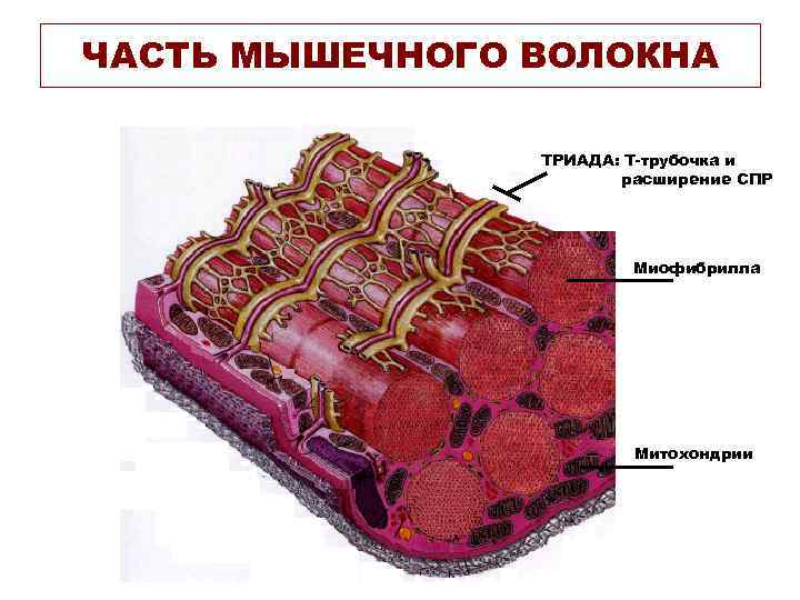 ЧАСТЬ МЫШЕЧНОГО ВОЛОКНА ТРИАДА: Т-трубочка и расширение СПР Миофибрилла Митохондрии 
