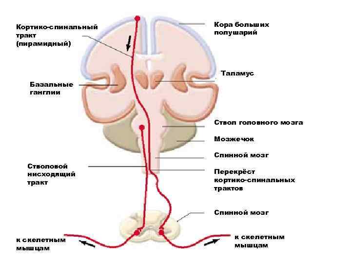 Кортико-спинальный тракт (пирамидный) Кора больших полушарий Таламус Базальные ганглии Ствол головного мозга Мозжечок Спинной