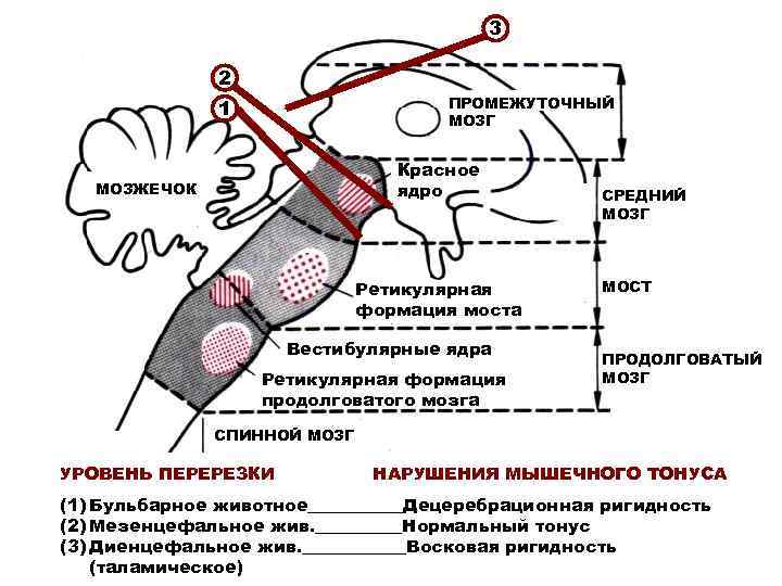 3 2 ПРОМЕЖУТОЧНЫЙ МОЗГ 1 Красное ядро МОЗЖЕЧОК Ретикулярная формация моста Вестибулярные ядра Ретикулярная