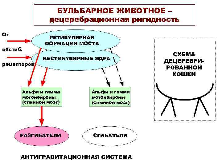 БУЛЬБАРНОЕ ЖИВОТНОЕ – децеребрационная ригидность От вестиб. рецепторов РЕТИКУЛЯРНАЯ ФОРМАЦИЯ МОСТА ВЕСТИБУЛЯРНЫЕ ЯДРА Альфа