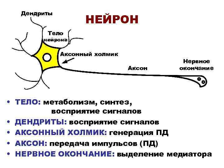Дендриты NEURON НЕЙРОН Тело нейрона Аксонный холмик Аксон Нервное окончание • ТЕЛО: метаболизм, синтез,