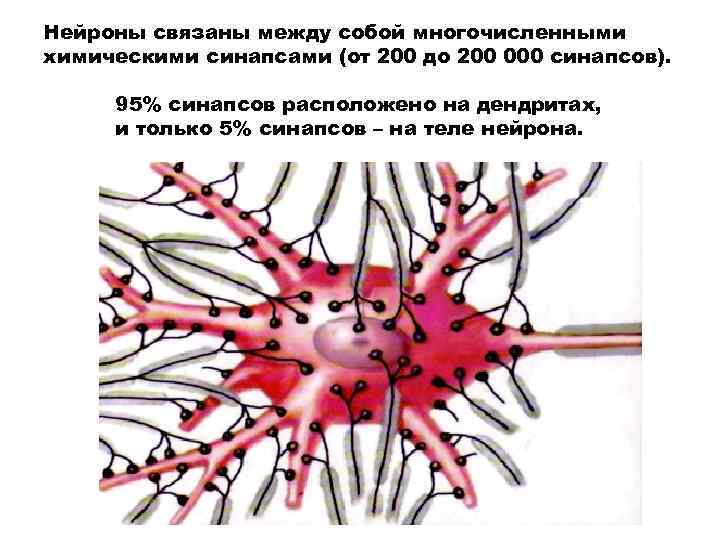 Нейроны связаны между собой многочисленными химическими синапсами (от 200 до 200 000 синапсов). 95%