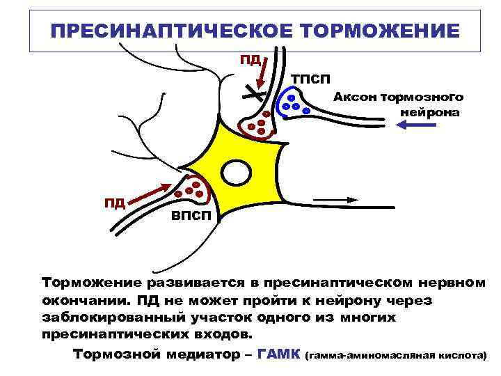 ПРЕСИНАПТИЧЕСКОЕ ТОРМОЖЕНИЕ ПД ТПСП ПД Аксон тормозного нейрона ВПСП Торможение развивается в пресинаптическом нервном
