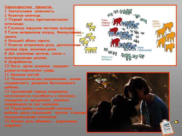Характеристика приматов. 1 Хватательная конечность. 2 Развитая ключица. 3 Первый палец противопоставлен остальным. 4