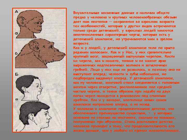 Внушительные косвенные данные о наличии общего предка у человека и крупных человекообразных обезьян дает