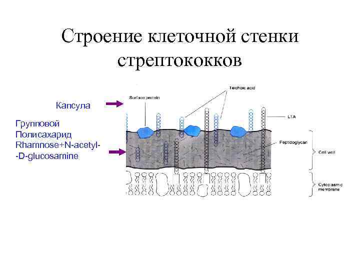 Строение клеточной стенки стрептококков Капсула Групповой Полисахарид Rhamnose+N-acetyl-D-glucosamine 
