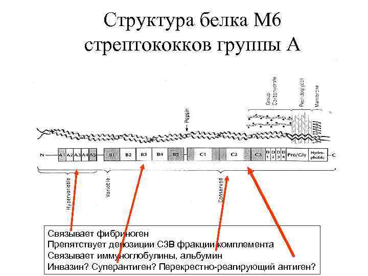 Структура белка М 6 стрептококков группы А Связывает фибриноген Препятствует депозиции С 3 В