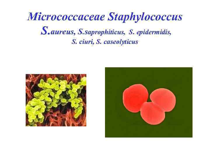 Micrococcaceae Staphylococcus S. aureus, S. saprophiticus, S. epidermidis, S. ciuri, S. caseolyticus 