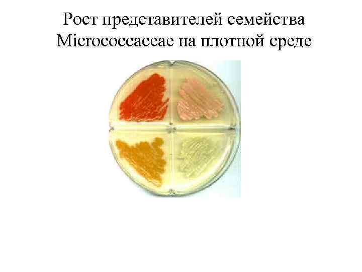 Рост представителей семейства Micrococcaceae на плотной среде 