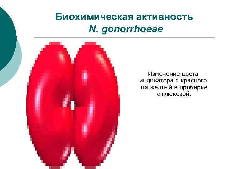 Биохимическая активность N. gonorrhoeae Изменение цвета индикатора с красного на желтый в пробирке с