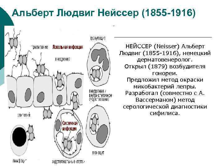 Альберт Людвиг Нейссер (1855 -1916) НЕЙССЕР (Neisser) Альберт Людвиг (1855 -1916), немецкий дерматовенеролог. Открыл