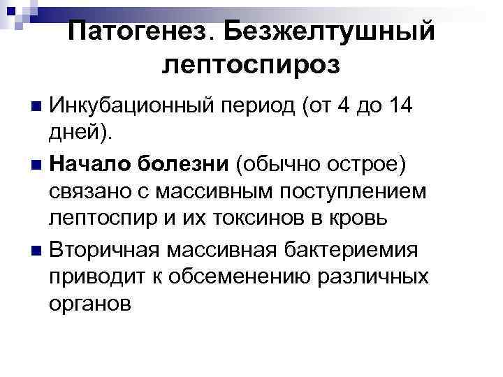 Патогенез. Безжелтушный лептоспироз Инкубационный период (от 4 до 14 дней). n Начало болезни (обычно