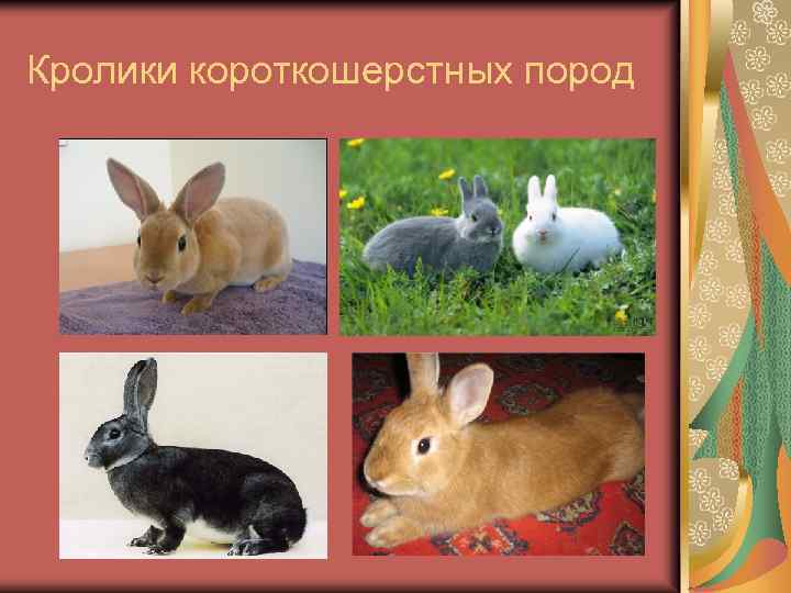 Кролики короткошерстных пород 