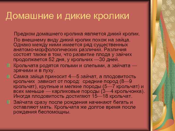 Домашние и дикие кролики Предком домашнего кролика является дикий кролик. По внешнему виду дикий