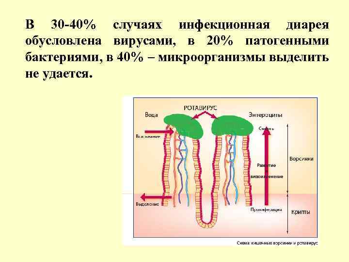 В 30 -40% случаях инфекционная диарея обусловлена вирусами, в 20% патогенными бактериями, в 40%