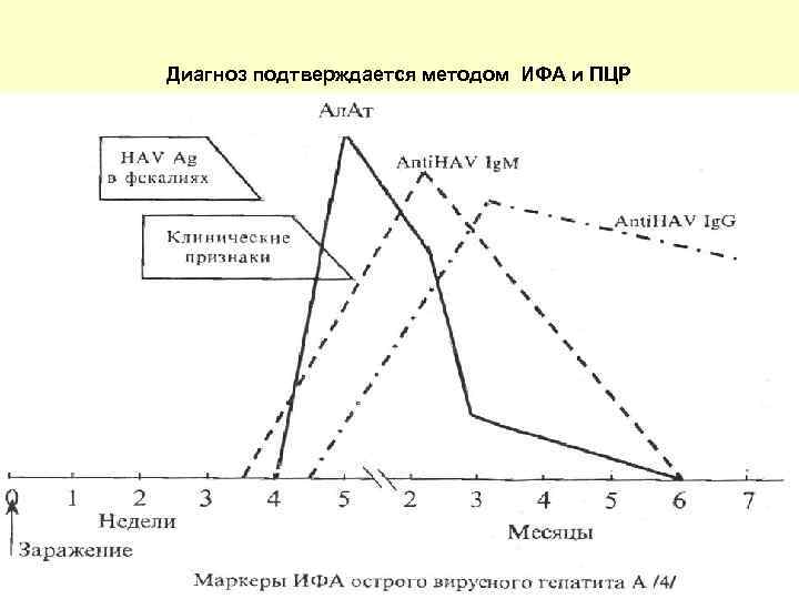 Диагноз подтверждается методом ИФА и ПЦР 