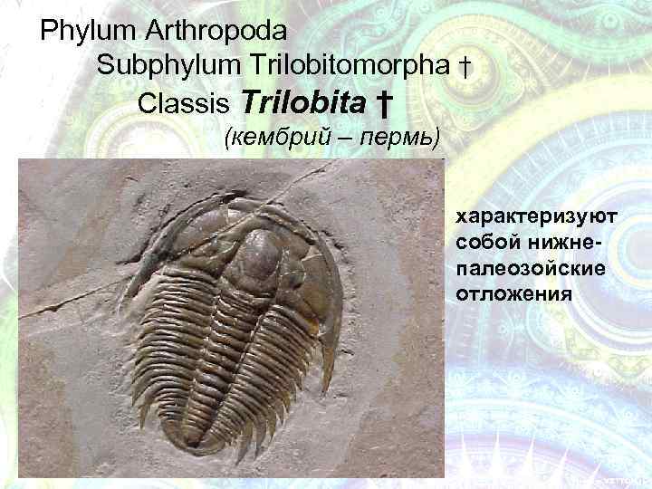 Phylum Arthropoda Subphylum Trilobitomorpha † Classis Trilobita † (кембрий – пермь) характеризуют собой нижнепалеозойские