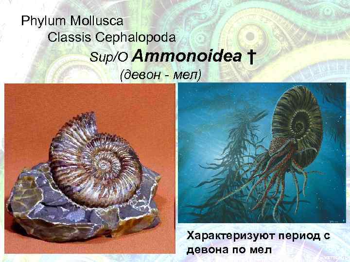 Phylum Mollusca Classis Cephalopoda Sup/О Ammonoidea (девон - мел) † Характеризуют период с девона