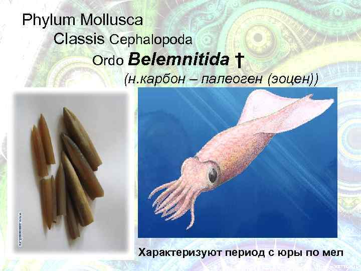 Phylum Mollusca Classis Cephalopoda Ordo Belemnitida † (н. карбон – палеоген (эоцен)) Характеризуют период