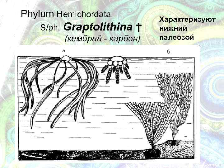Phylum Hemichordata S/ph. Graptolithina † (кембрий - карбон) Характеризуют нижний палеозой 