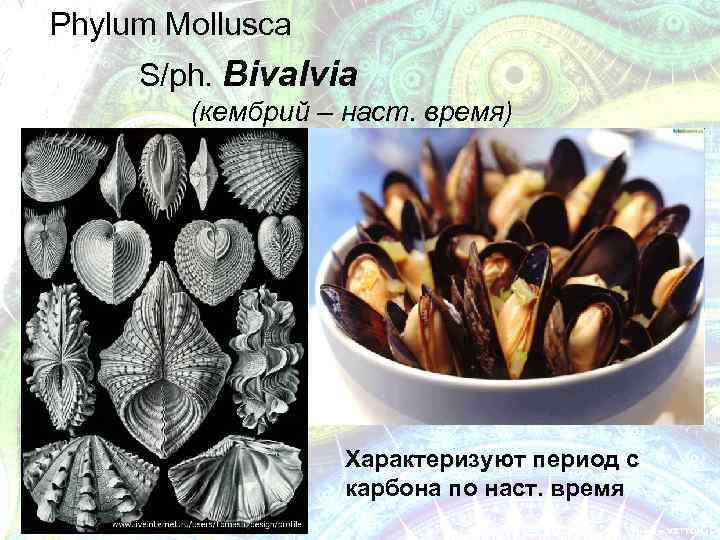 Phylum Mollusca S/ph. Bivalvia (кембрий – наст. время) Характеризуют период с карбона по наст.