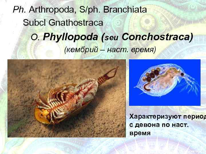 Ph. Arthropoda, S/ph. Branchiata Subcl Gnathostraca O. Phyllopoda (seu Conchostraca) (кембрий – наст. время)