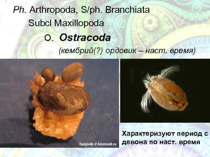 Ph. Arthropoda, S/ph. Branchiata Subcl Maxillopoda O. Ostracoda (кембрий(? ) ордовик – наст. время)