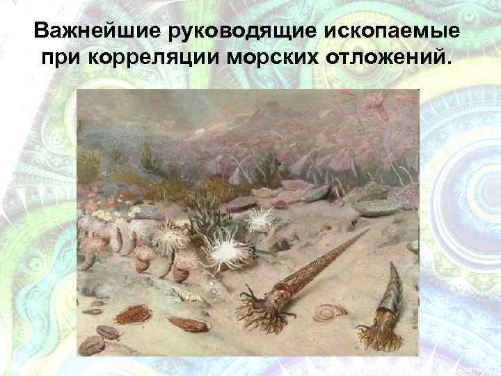Важнейшие руководящие ископаемые при корреляции морских отложений. 