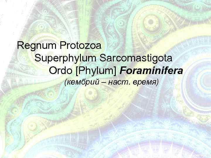Regnum Protozoa Superphylum Sarcomastigota Ordo [Phylum] Foraminifera (кембрий – наст. время) 