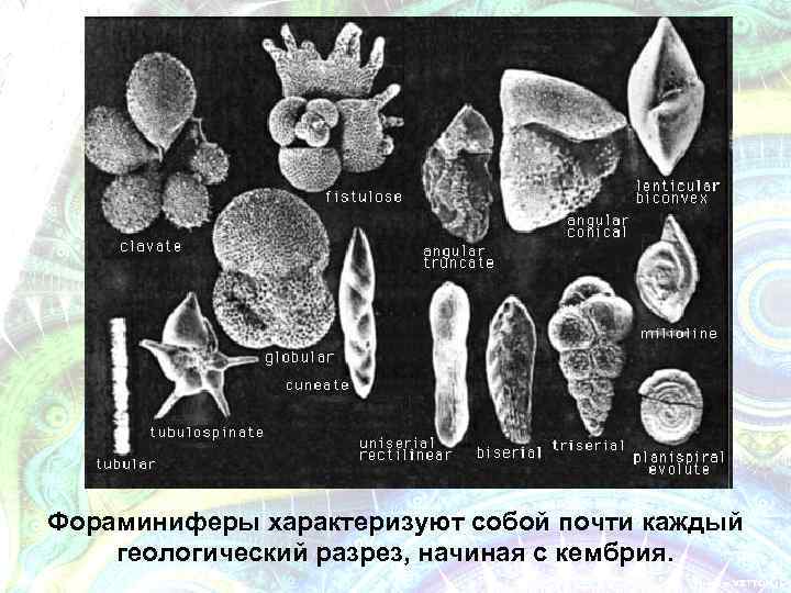 Фораминиферы характеризуют собой почти каждый геологический разрез, начиная с кембрия. 