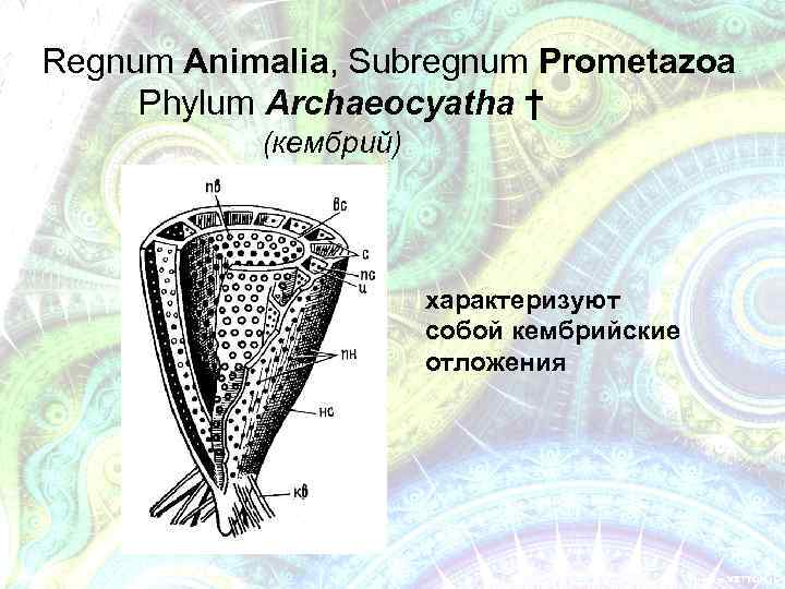 Regnum Animalia, Subregnum Prometazoa Phylum Archaeocyatha † (кембрий) характеризуют собой кембрийские отложения 